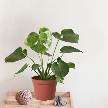Potted plant on a wooden surface with a plain background